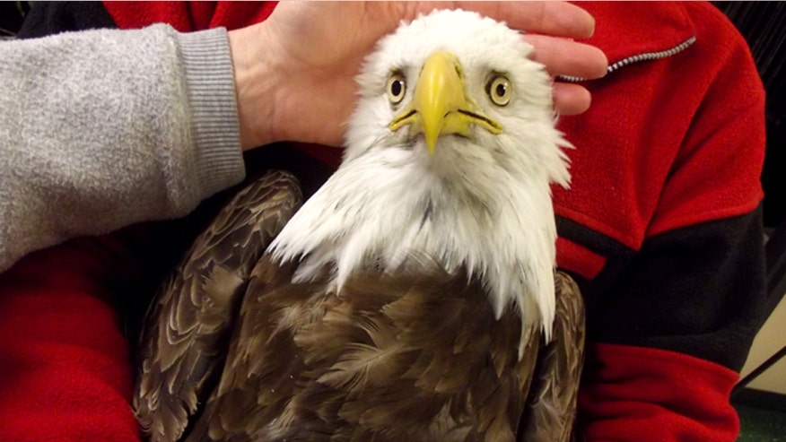 Dead Bald Eagles.jpg